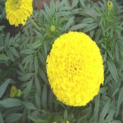 Manufacturers Exporters and Wholesale Suppliers of MariGold Karina Yellow Surat Gujarat